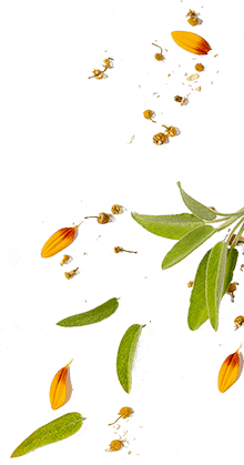 Senza titolo-1 Senza titolo-1