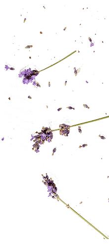 Senza titolo-11-BIS Senza titolo-11-BIS